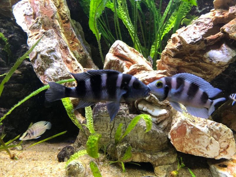 Neolamprologus tretocephalus